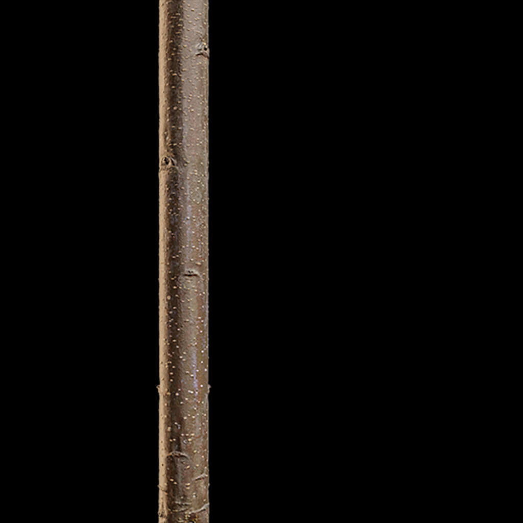 Branch Seamless Texture 2K (2048*2048) - EXR 5 - JPG 5 by model789