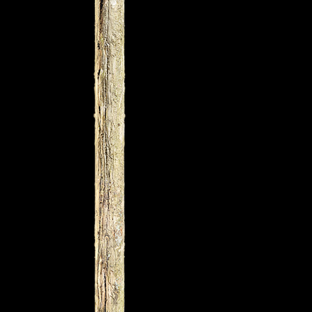Branch Seamless Texture 2K (2048*2048) - EXR 5 - JPG 5 by model789