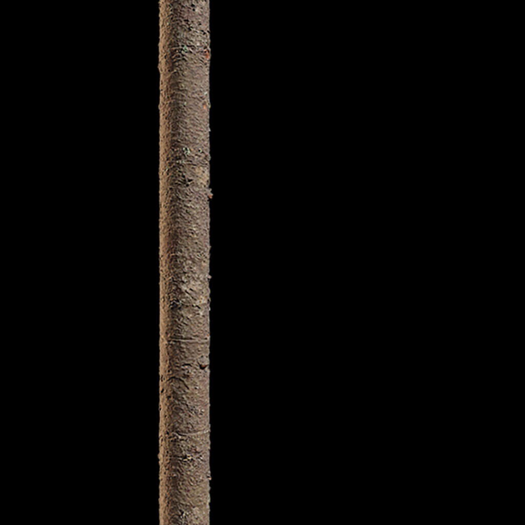 Branch Seamless Texture 2K (2048*2048) - EXR 5 - JPG 5 by model789