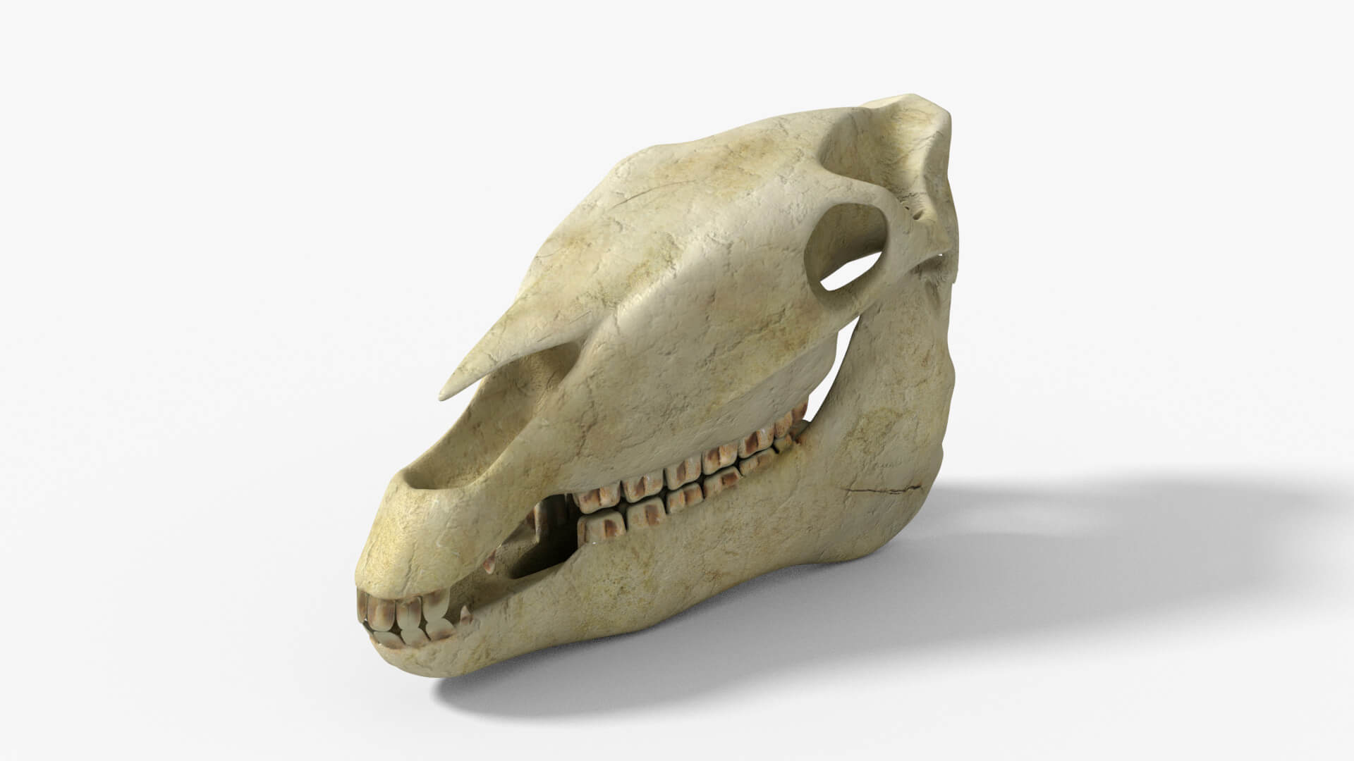 Horse Skull 3D Model by mrdx