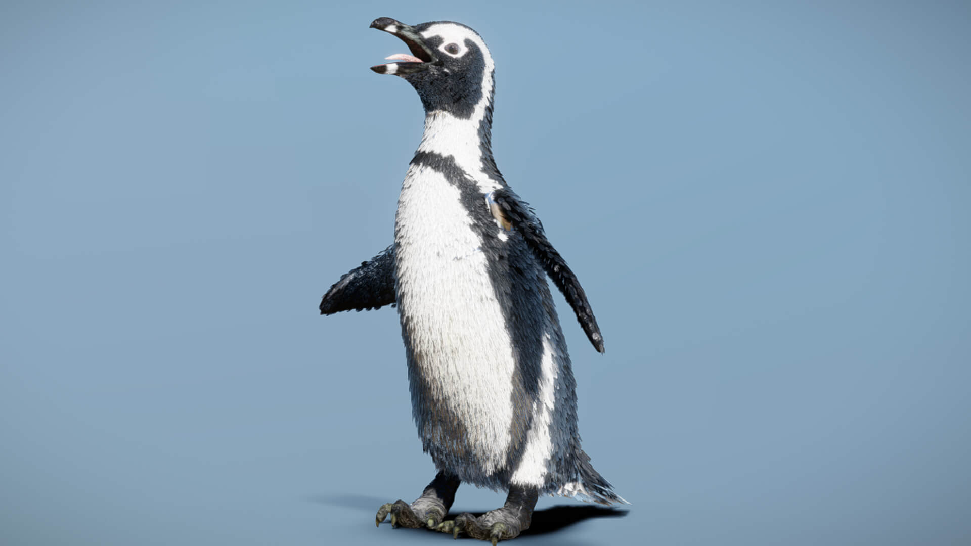 African Penguin ( Animated 3D Model FBX ) by Nestaeric