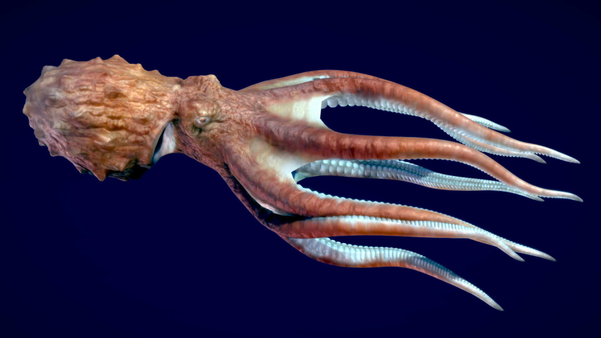 Giant Pacific Octopus 3D Model by Nestaeric