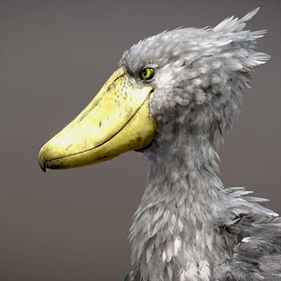 特撮 Shoebill Shoebill 3D Model by Nestaeric