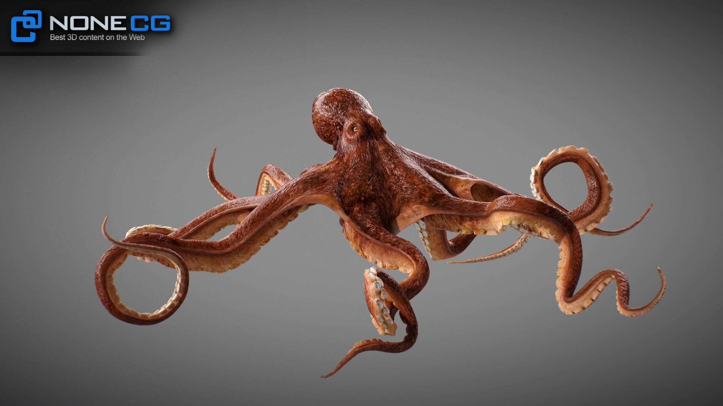Осьминог модель. Осьминог 3д. осьминог 3д модель. осьминог 3d модель. щупальца осьминога 3д модель.