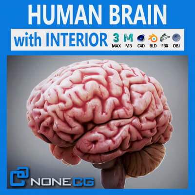 Human Brain Anatomy