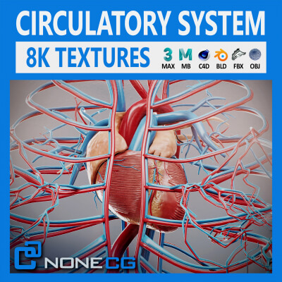 Human Female Circulatory Anatomy