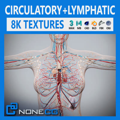 Human Female Circulatory and Lymphatic Anatomy