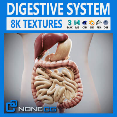 Human Female Digestive Anatomy
