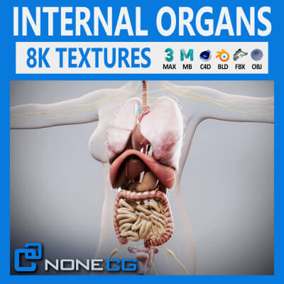 Human Female Internal Organs Anatomy