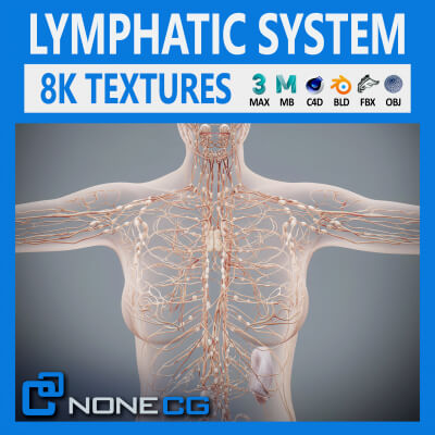 Human Female Lymphatic Anatomy