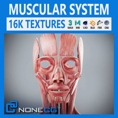 Human Female Muscular Anatomy