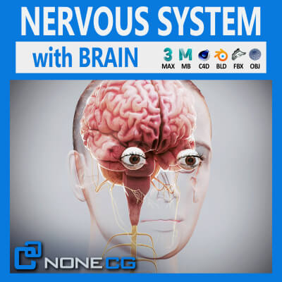 Human Female Nervous Anatomy