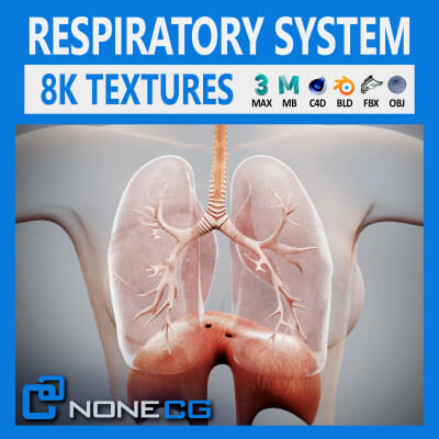 Human Female Respiratory Anatomy