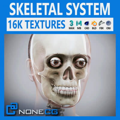 Human Female Skeletal Anatomy