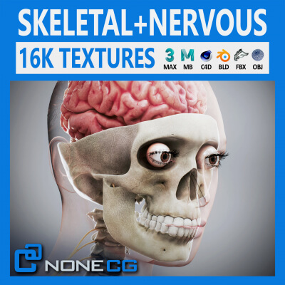 Human Female Skeletal and Nervous Anatomy