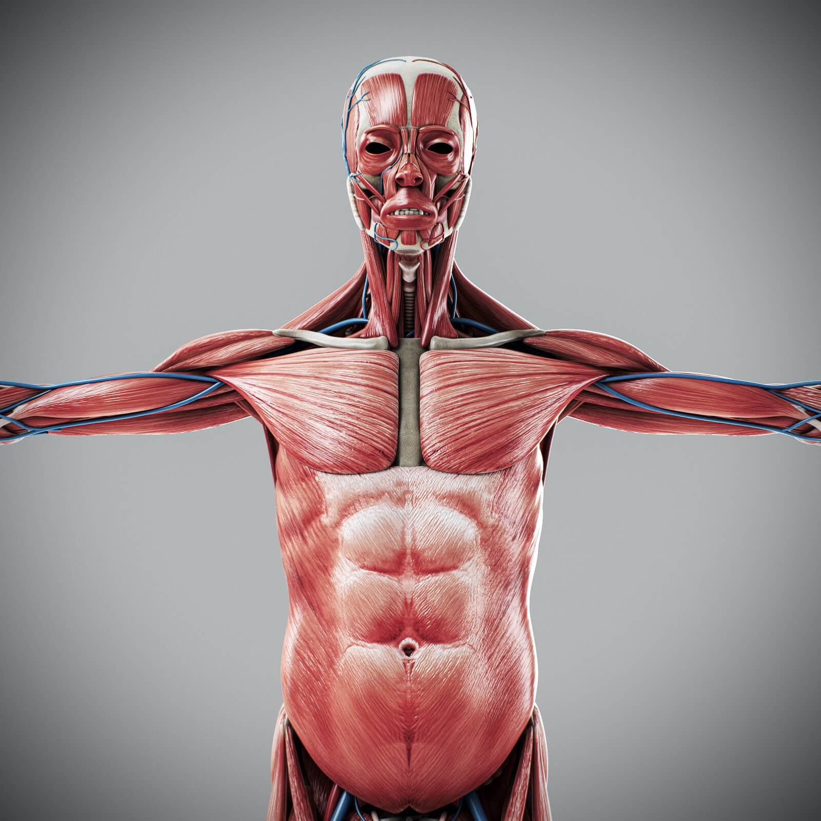 Human Male Complete Anatomy - 3D Model by NoneCG