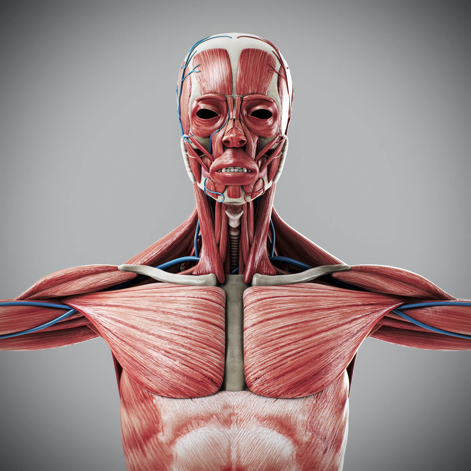 Human Male Complete Anatomy - 3D Model by NoneCG