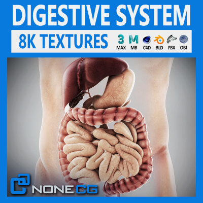 Human Male Digestive Anatomy
