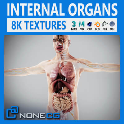 Human Male Internal Organs Anatomy