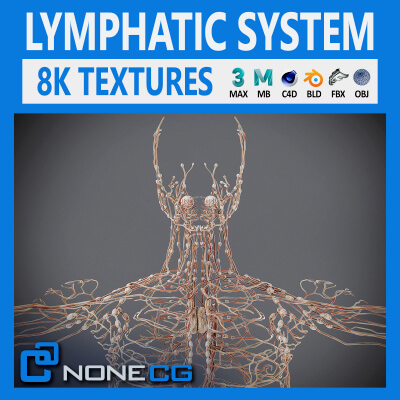 Human Male Lymphatic Anatomy