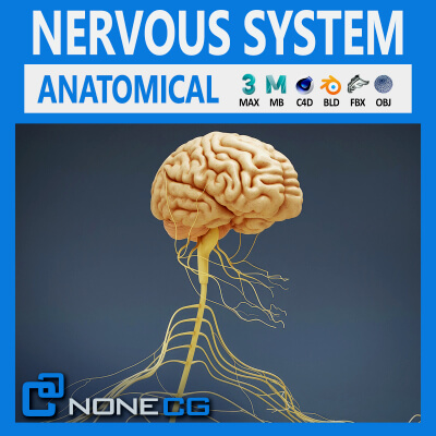 Human Male Nervous Anatomy
