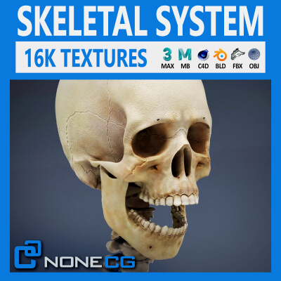 Human Male Skeletal Anatomy