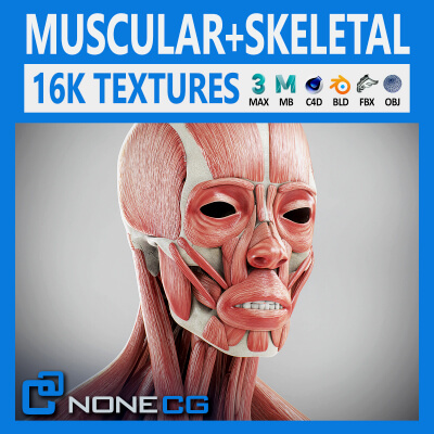 Human Male Skeletal and Muscular Anatomy