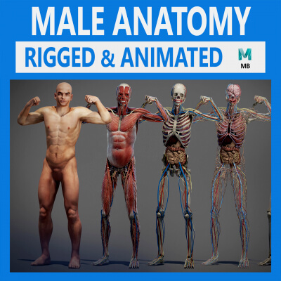 Male Anatomy Rigged and Animated