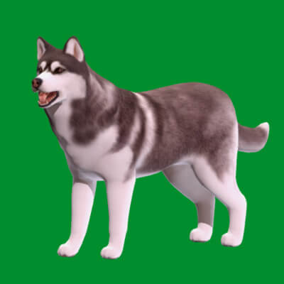 Alaskan Malamute Husky Dog - 3D Model by Nyilonelycompany