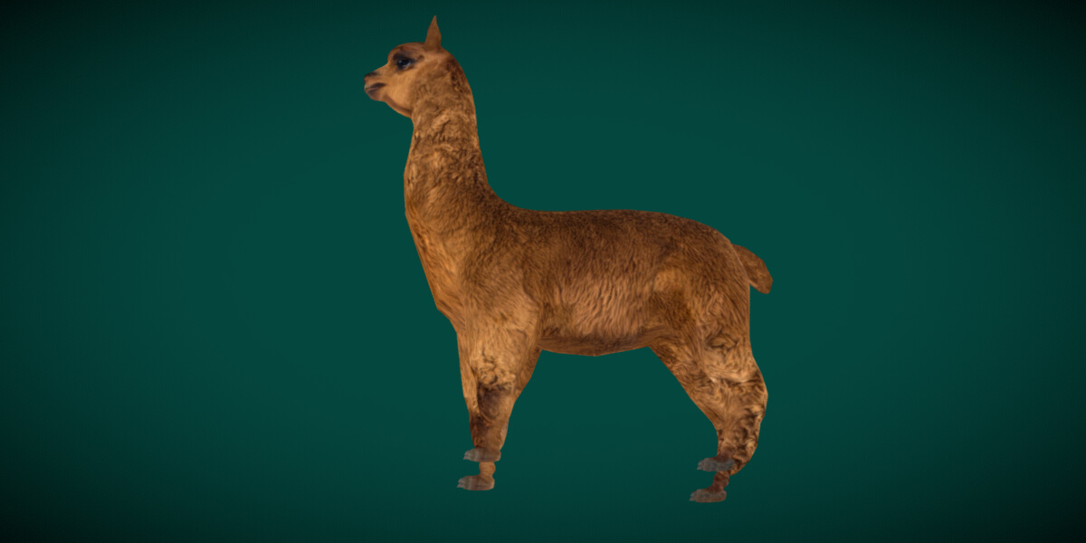 Alpaca Animal Mammal - 3D Model by Nyilonelycompany