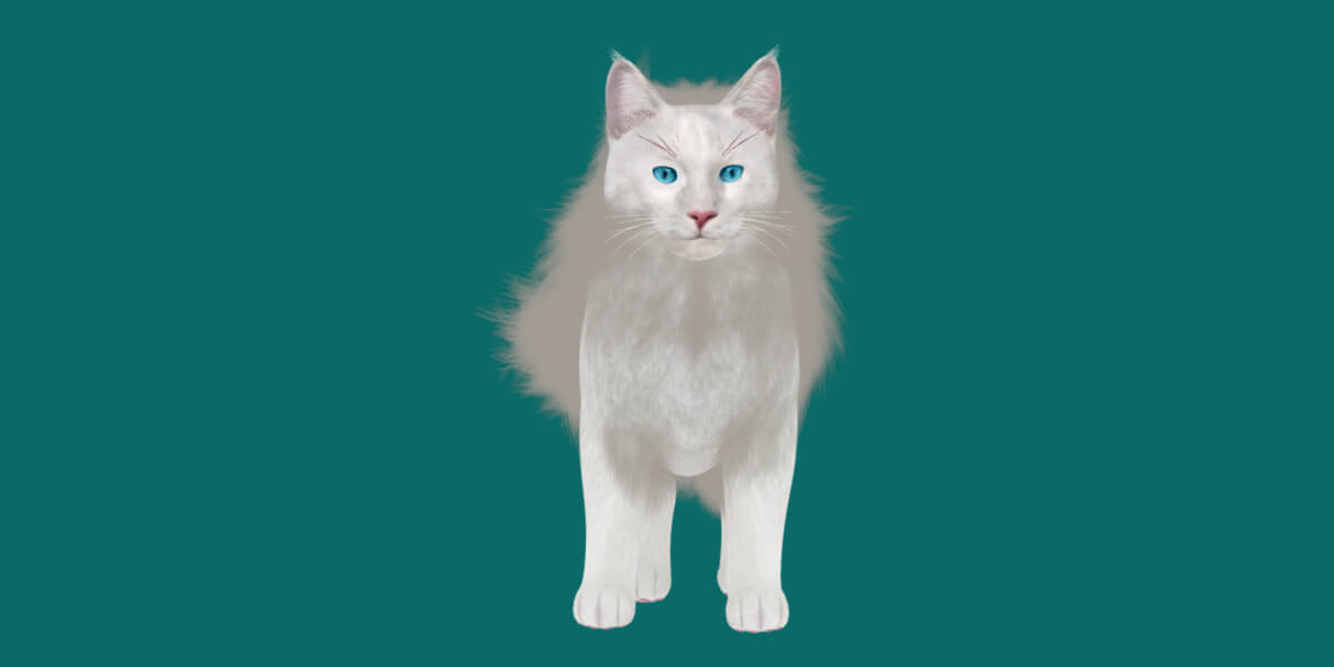 American Longhair Cat 3D Model by