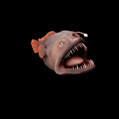 Angler Bony Fish - 3D Model by Nyilonelycompany