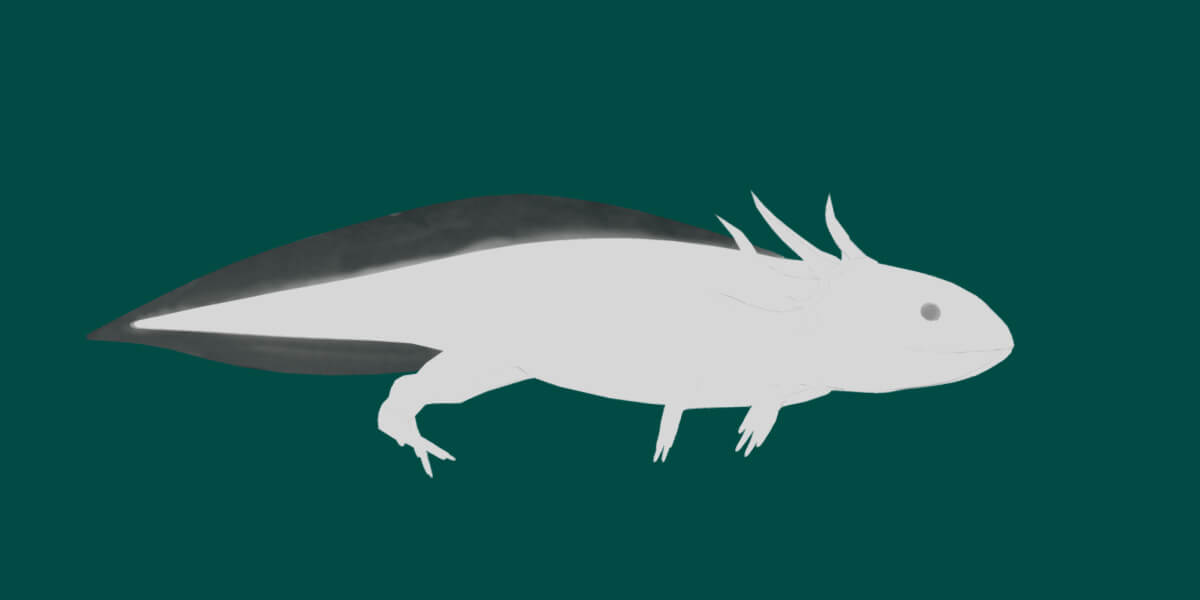 Axolotl Anmals 3D Model by