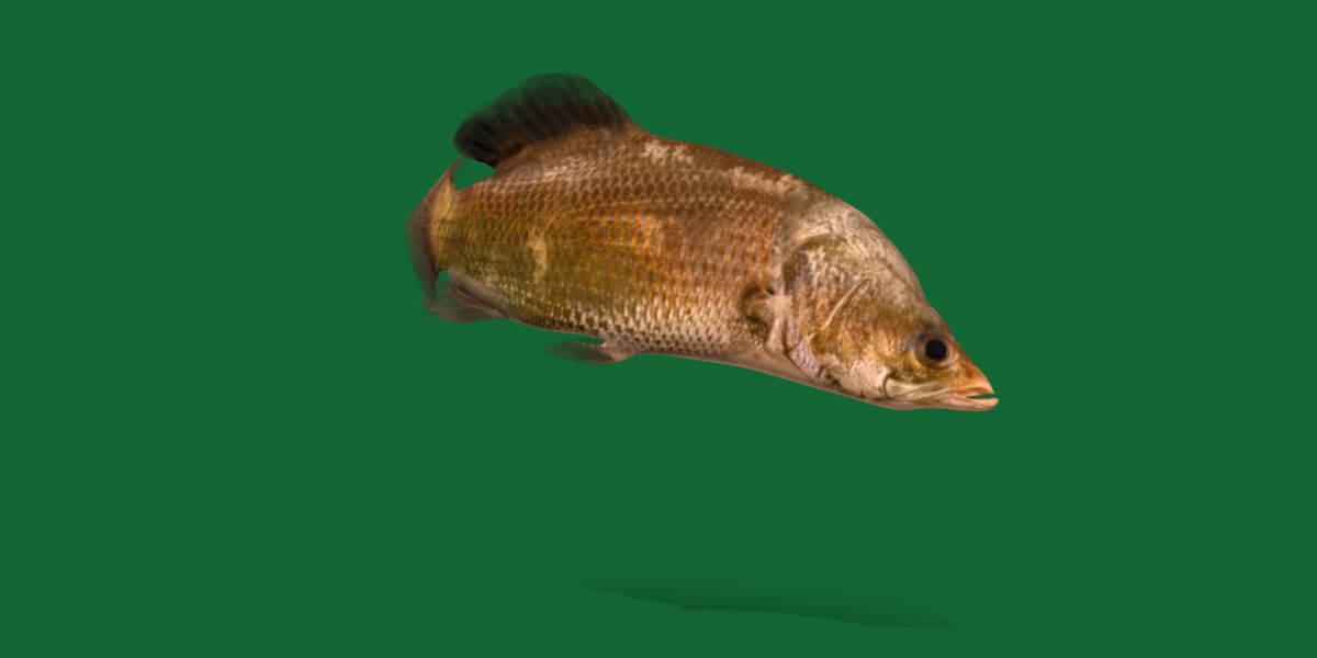 Épingle Ou Aimant Décoratif Barramundi (Poisson-perche Asiatique) - Création En étain Multi-couleur Creative Pewter Designs