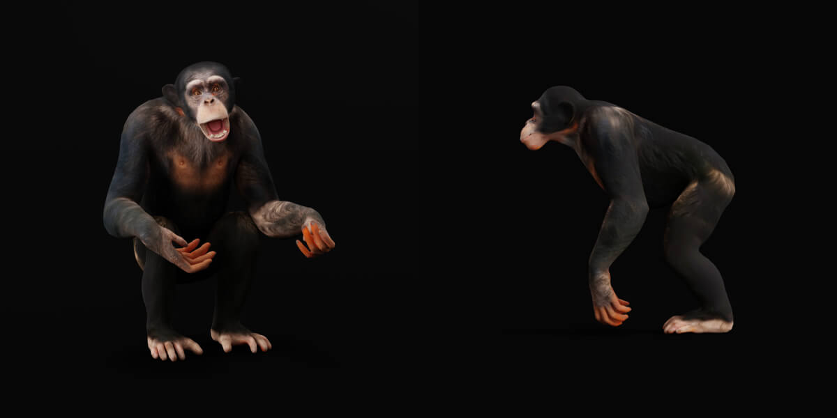 Chimpanzee Ape Primate - 3D Model by Nyilonelycompany