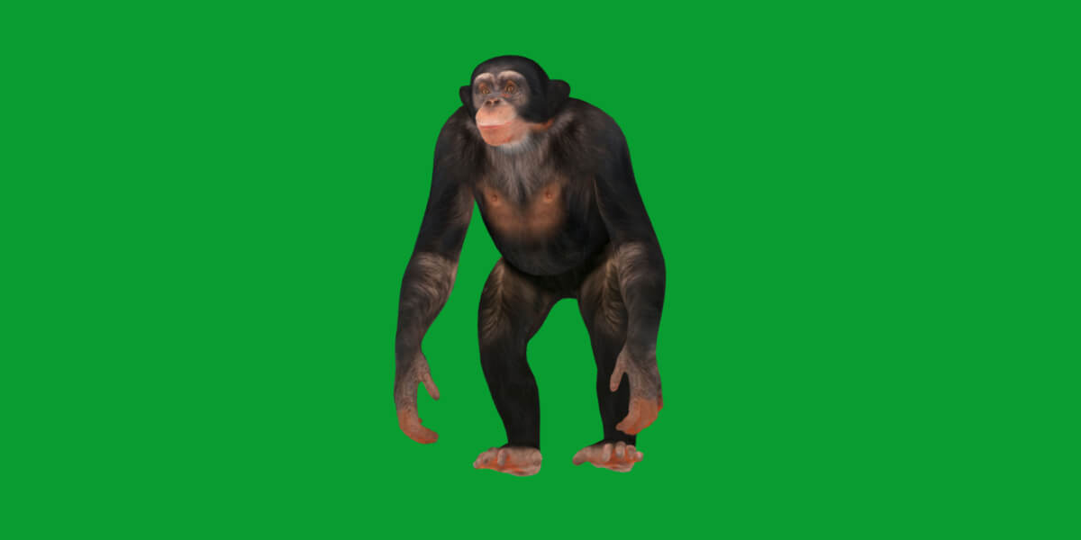 Chimpanzee Ape Primate - 3D Model by Nyilonelycompany