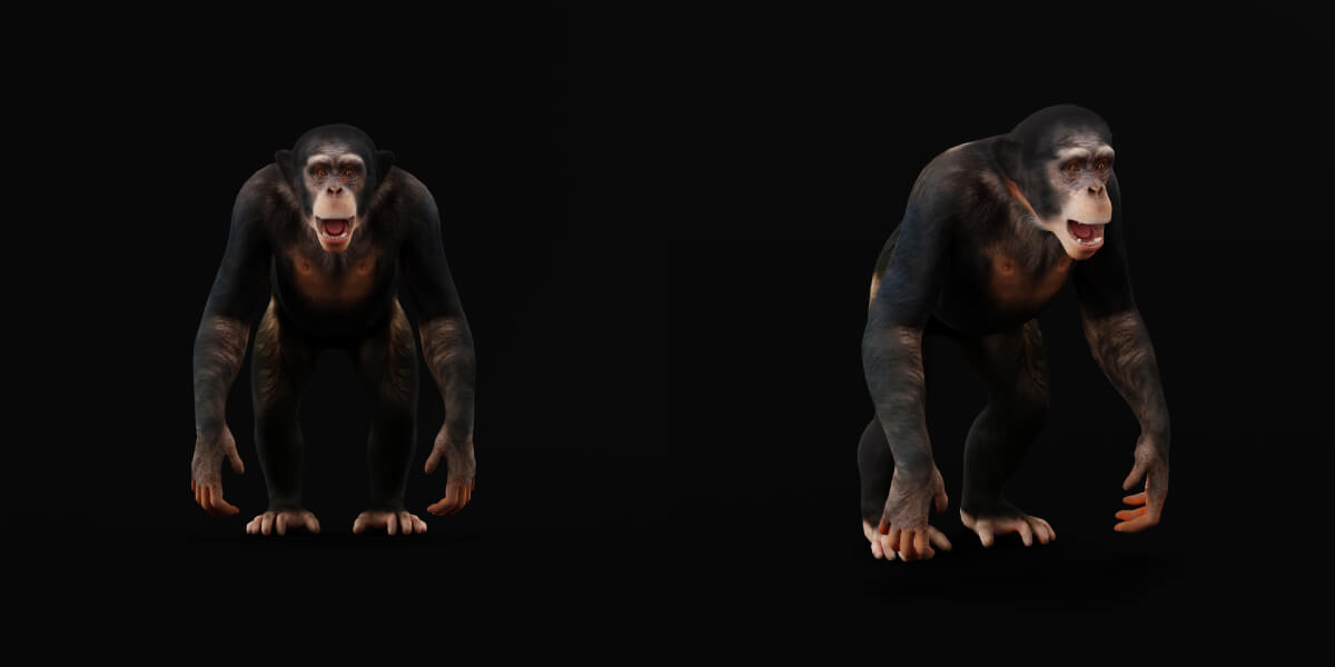 Chimpanzee Ape Primate - 3D Model by Nyilonelycompany