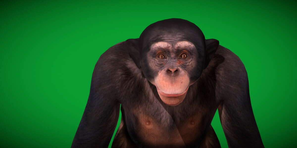 Chimpanzee Ape Primate - 3D Model by Nyilonelycompany