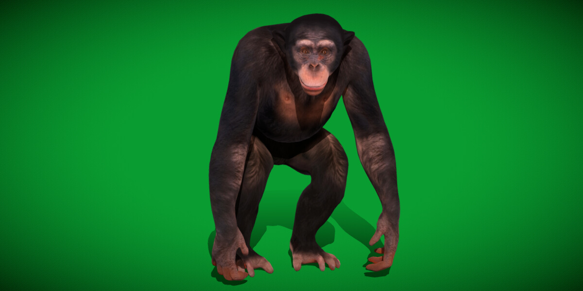 Chimpanzee Ape Primate - 3D Model by Nyilonelycompany