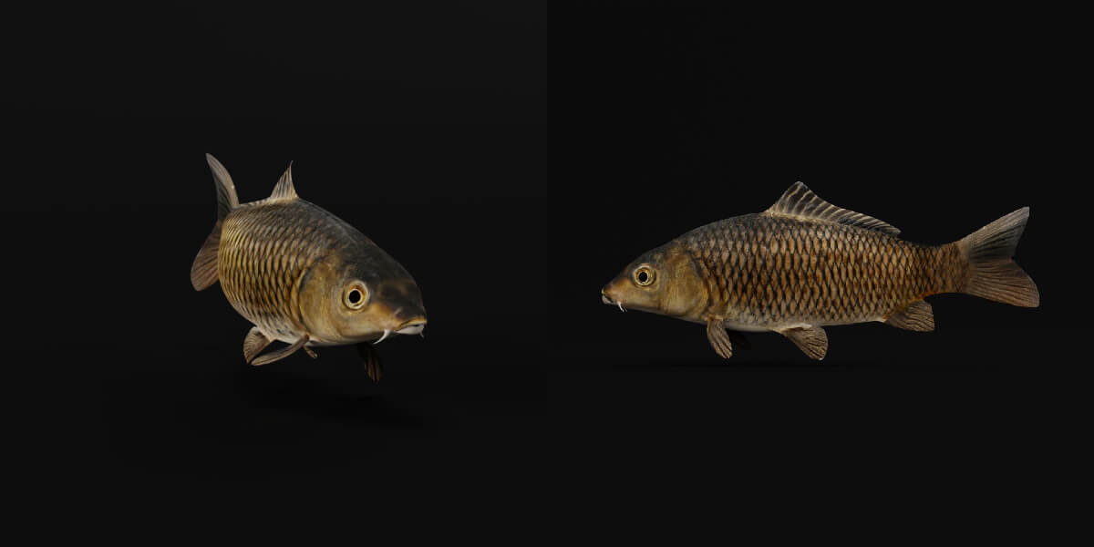 Common Eurasian Carp Fish - 3D Model by Nyilonelycompany