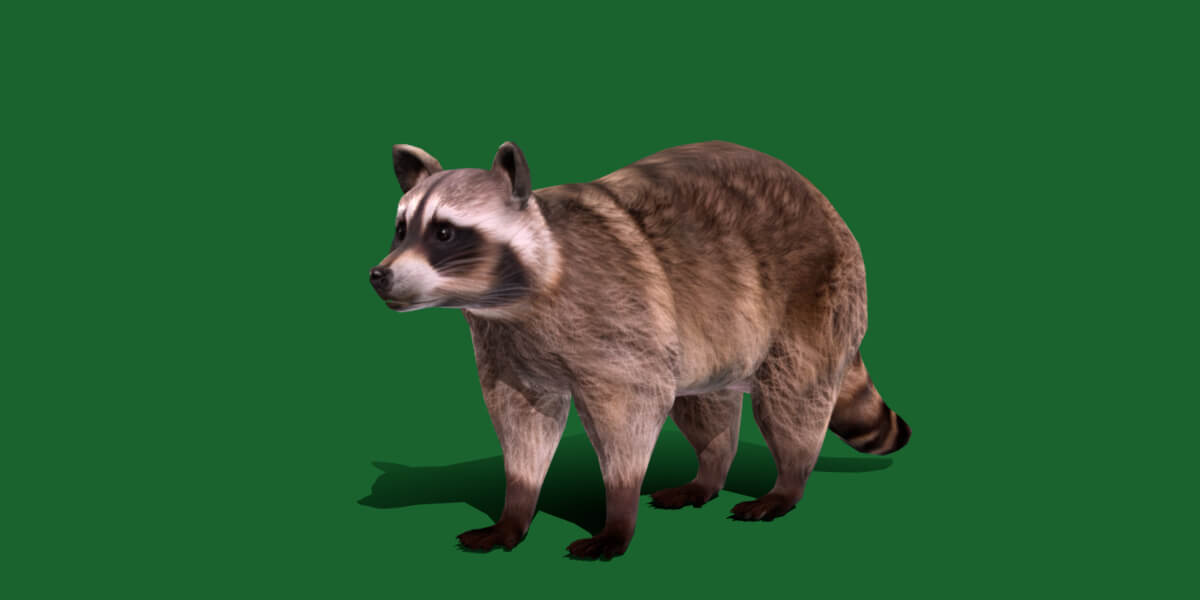 Common Raccoon Mammal - 3D Model by Nyilonelycompany