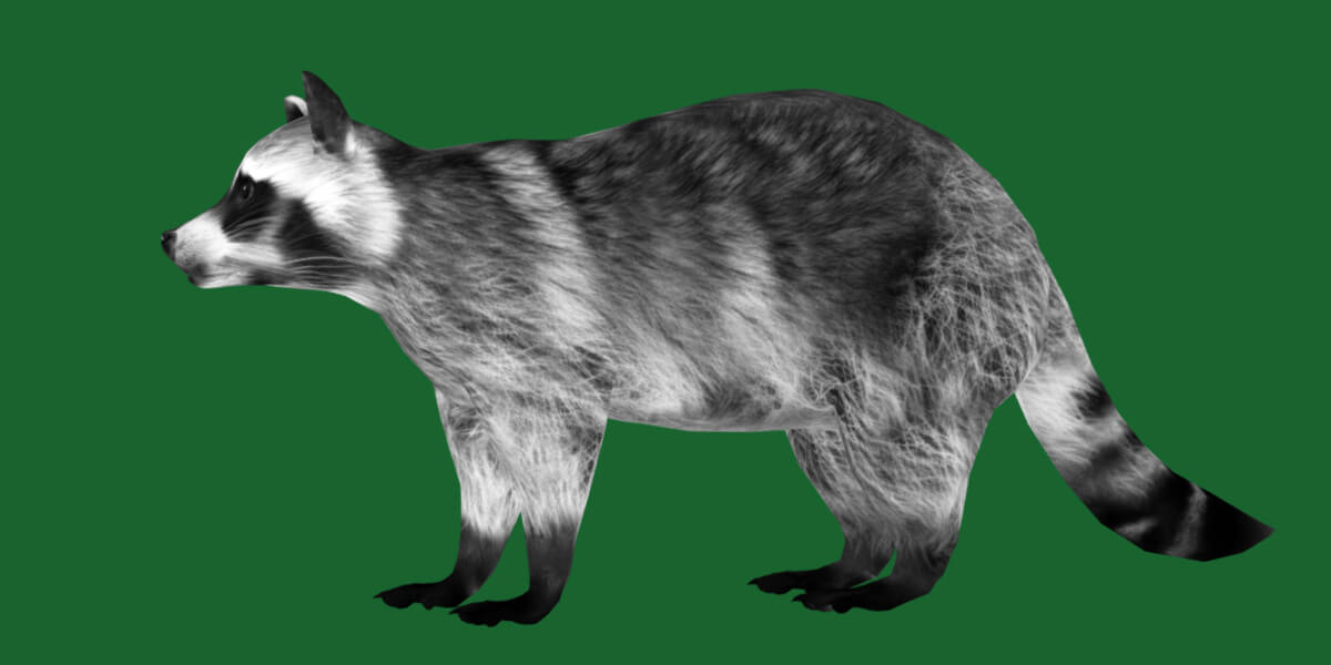 Common Raccoon Mammal - 3D Model by Nyilonelycompany
