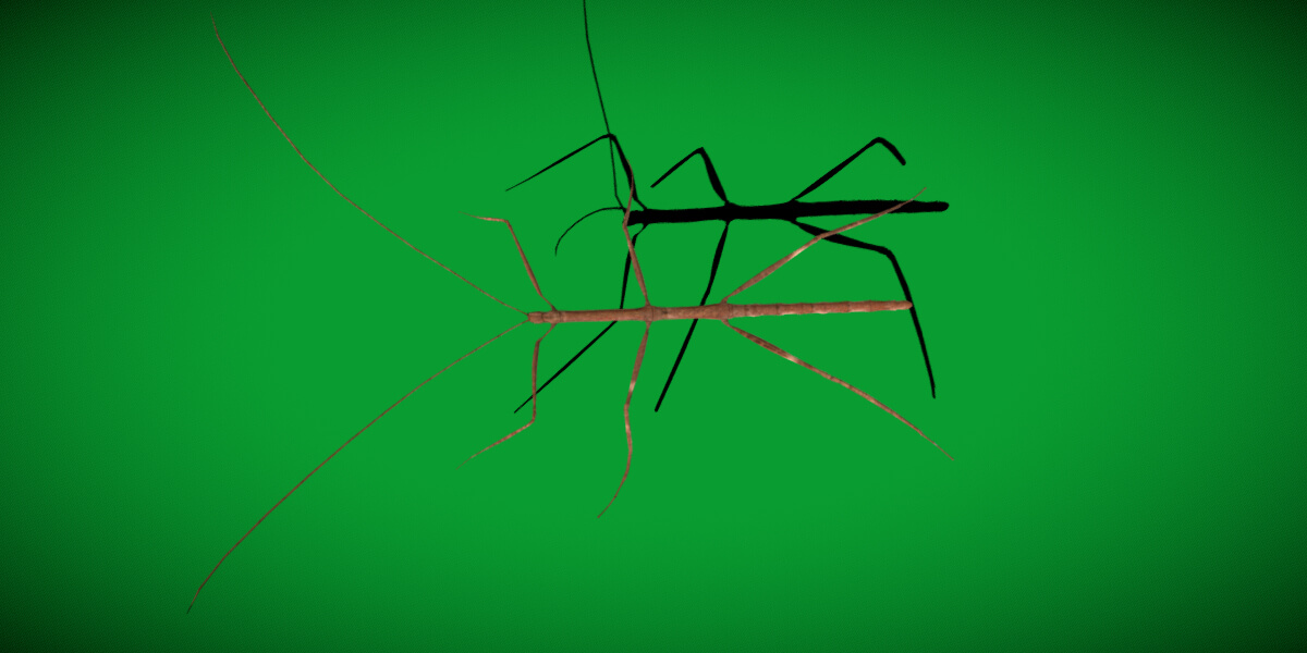 Giant Stick Insect - 3D Model by Nyilonelycompany