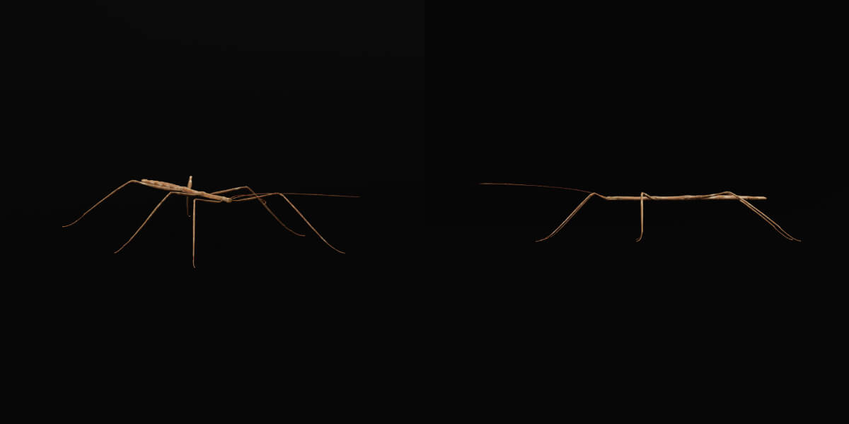 Giant Stick Insect - 3D Model by Nyilonelycompany