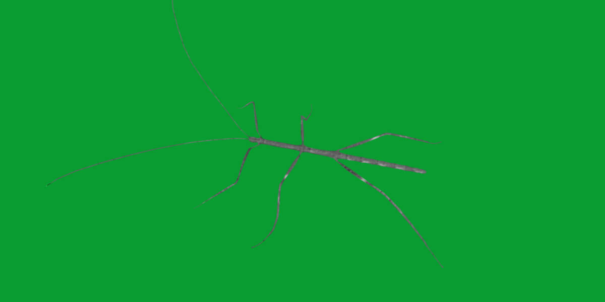 Giant Stick Insect - 3D Model by Nyilonelycompany