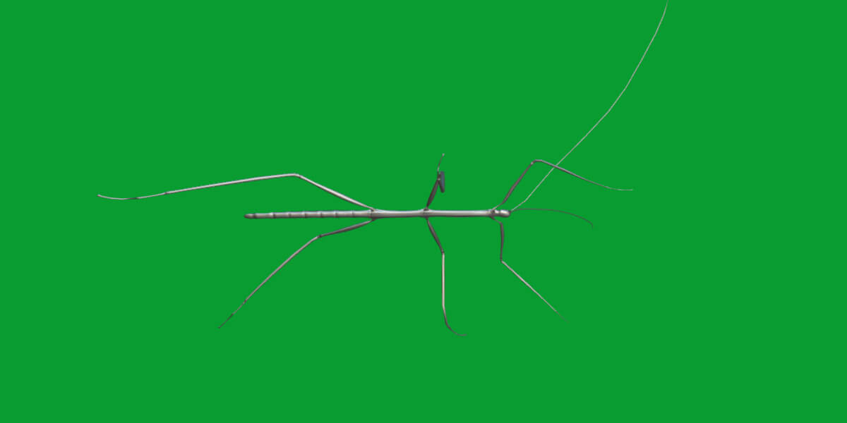 Giant Stick Insect - 3D Model by Nyilonelycompany