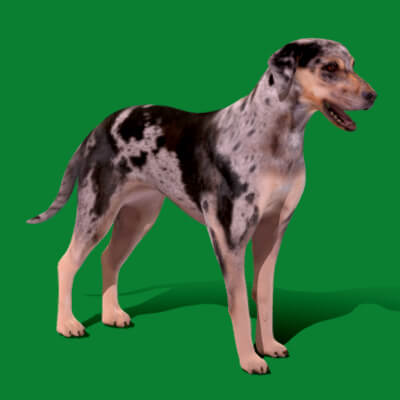 Catahoula American Leopard Hound For Sale Near Me American Leopard