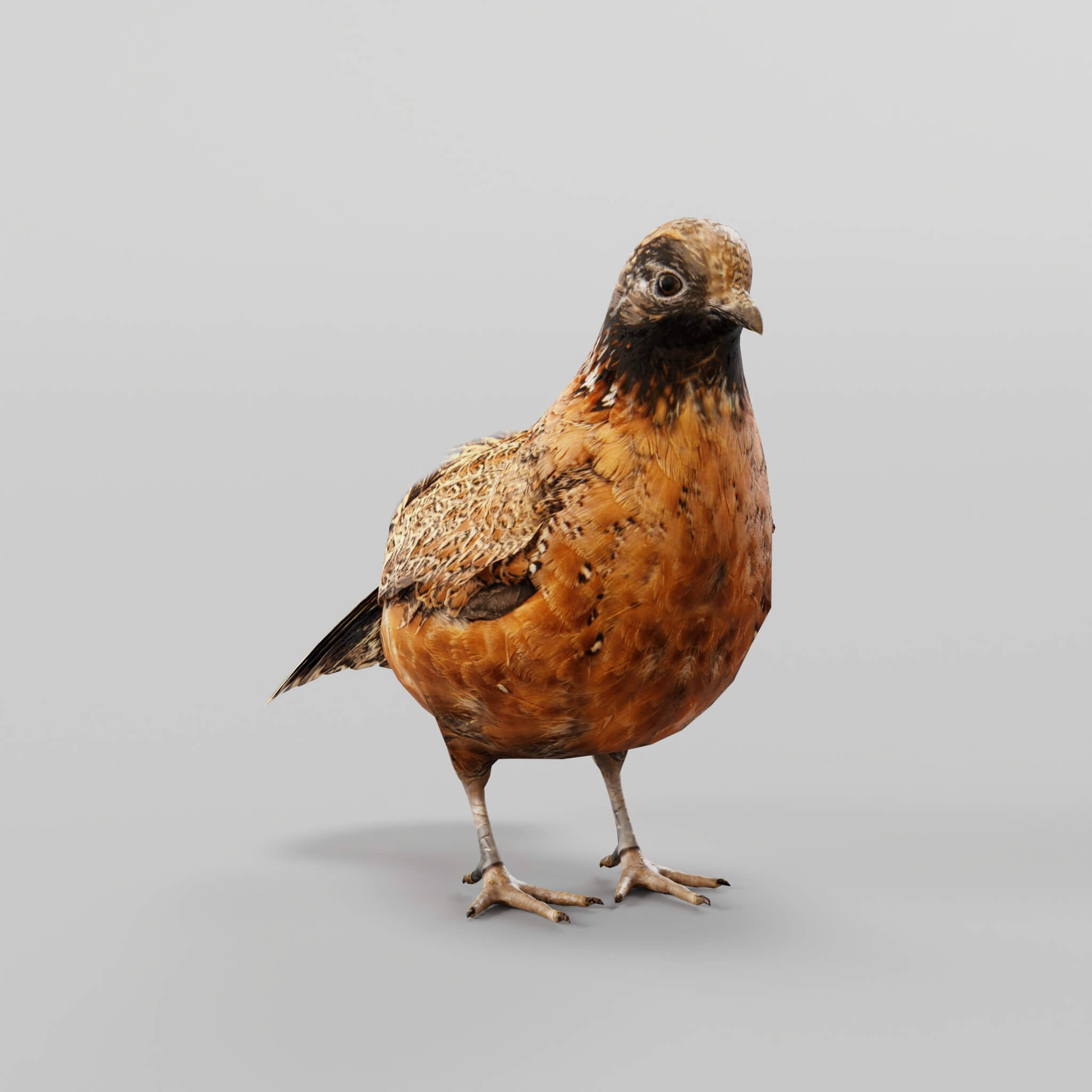 Masked Bobwhite Quail Bird - 3D Model by Nyilonelycompany