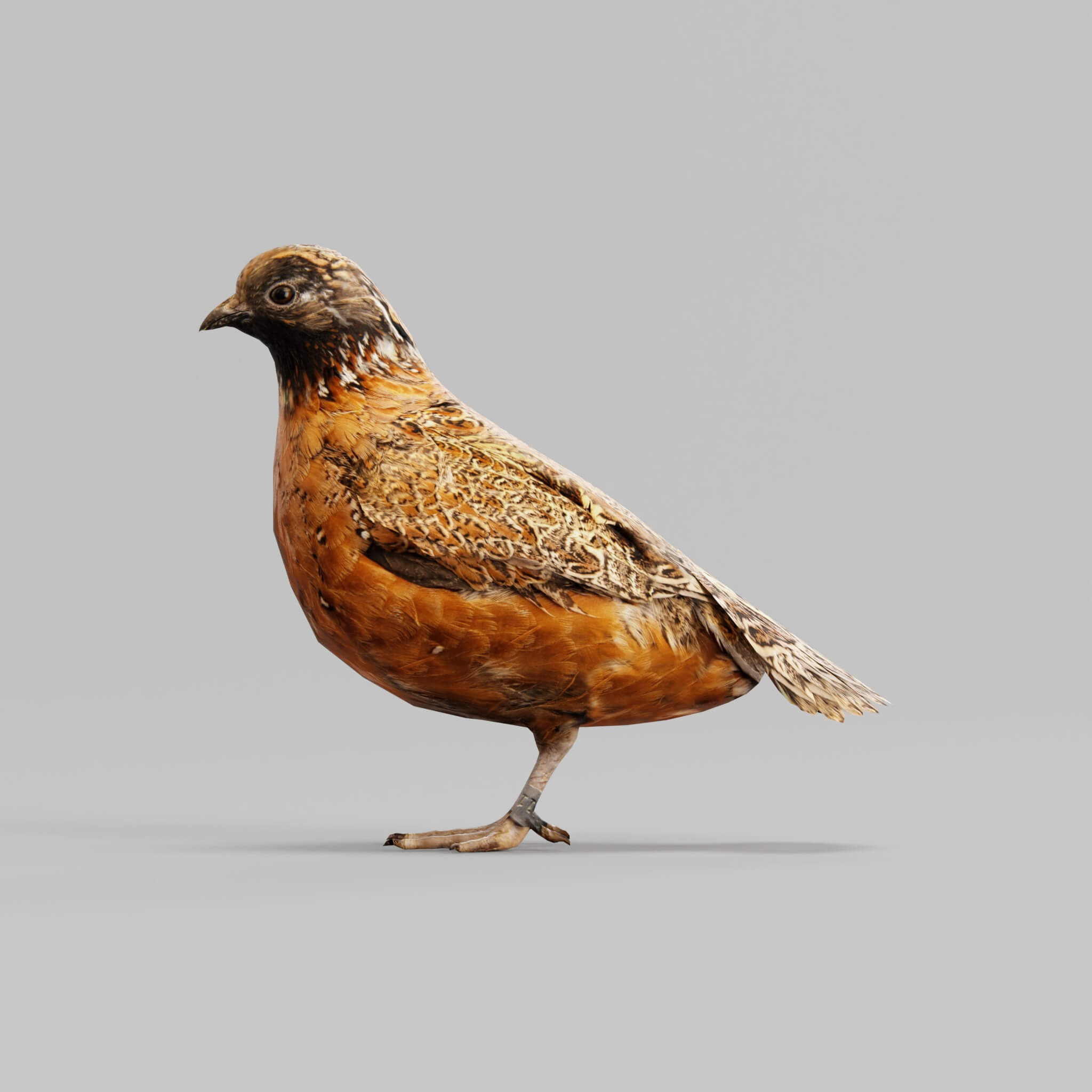 Masked Bobwhite Quail Bird - 3D Model by Nyilonelycompany