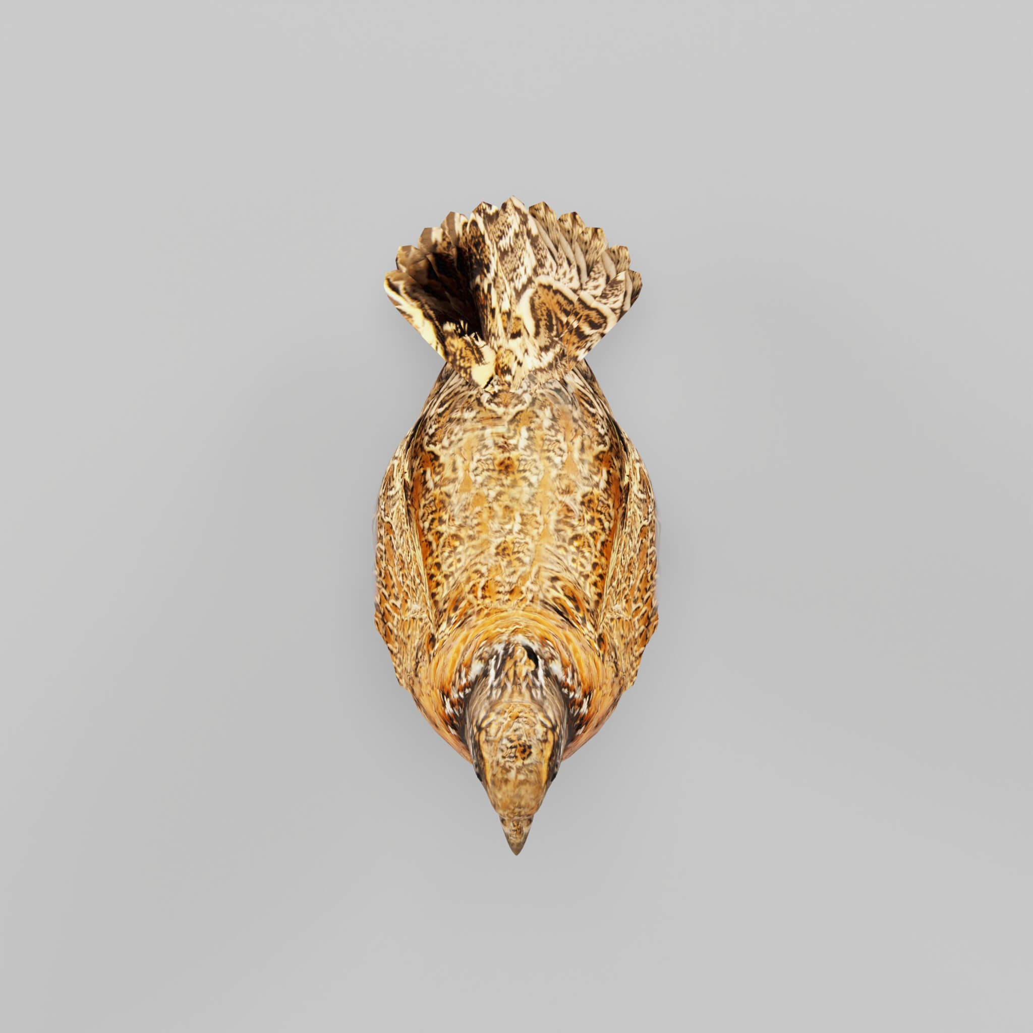 Masked Bobwhite Quail Bird - 3D Model by Nyilonelycompany